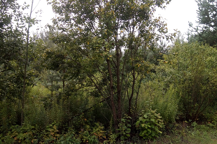 Земельный участок в СТ "Верейцы" площадью 9,97 соток