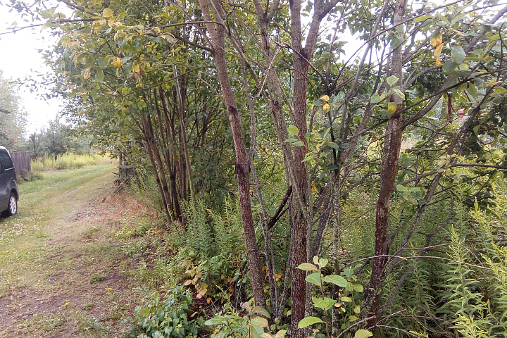 Земельный участок в СТ "Верейцы" площадью 9,97 соток